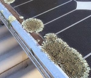 Lichen growing on a solar panel