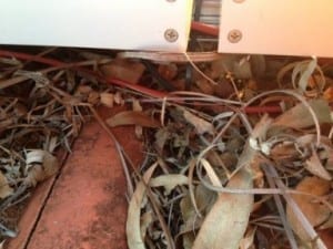 Leaf litter under solar panels